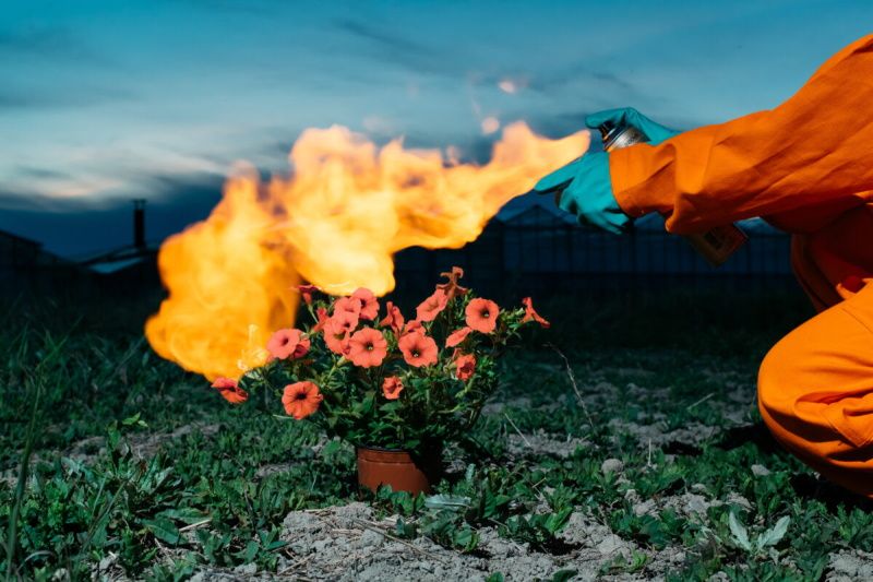 The Petunia Carnage © Klaus Pichler