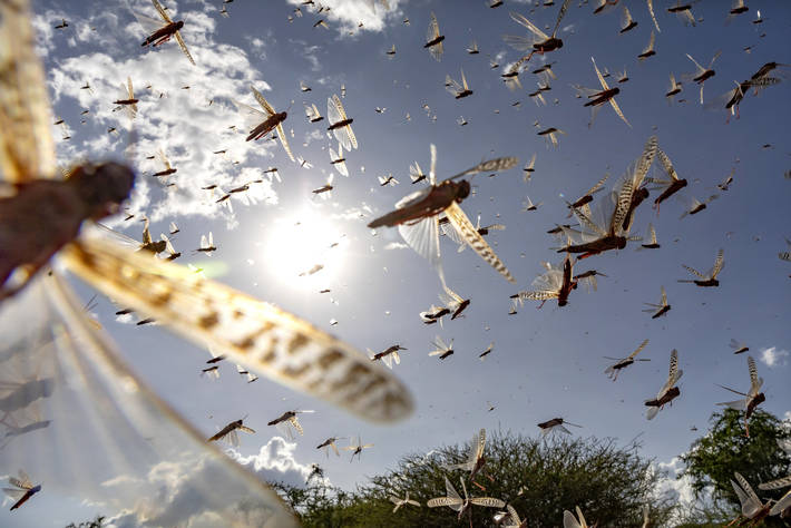Sciame di locuste del deserto nella contea di Isiolo in Kenya - ©FAO/Sven Torfinn