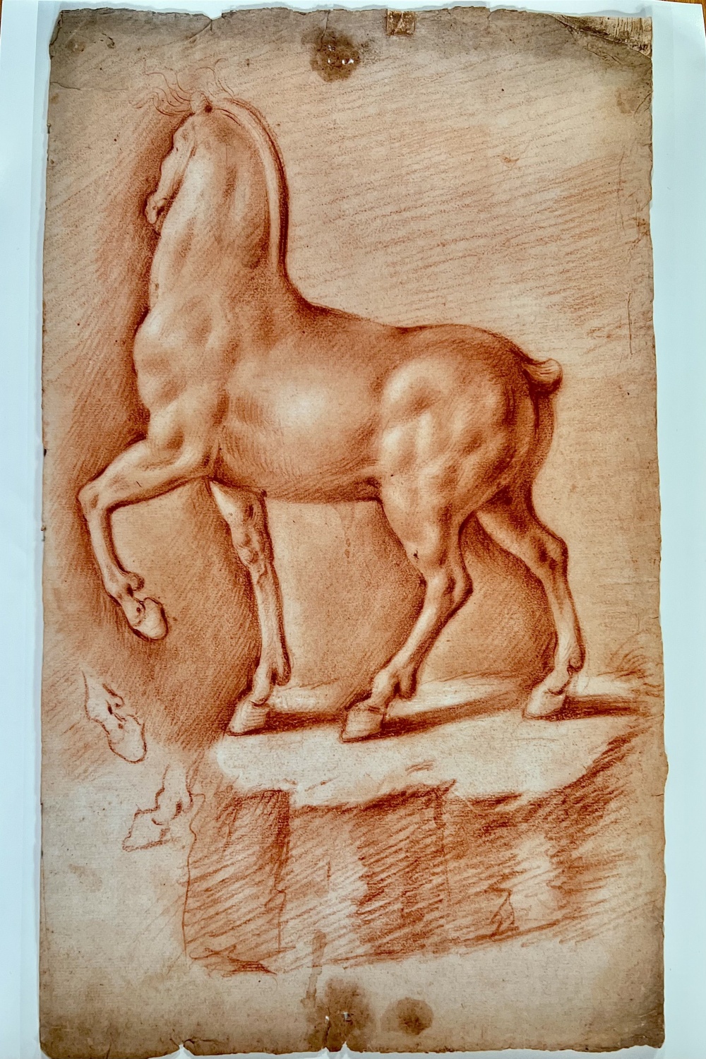 Presentato “cavallo ideale” di Leonardo da Vinci, disegno a san
