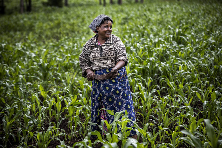 Una contadina in un campo di sorgo, Kenya @FAO/Luis Tato
