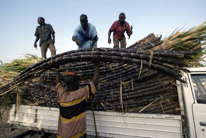 Raccolta canna da zucchero in Nigeria - Foto FAO