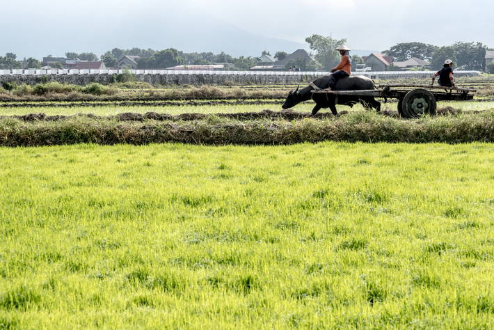 Un campo di riso nelle Filippine - Photo: ©FAO/Veejay Villafranca