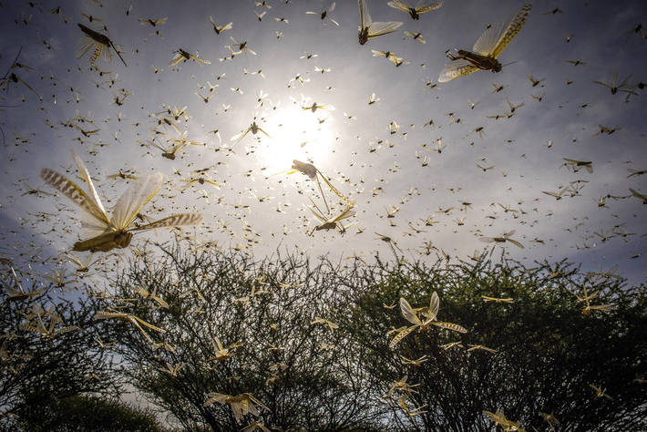Uno sciame di locuste del deserto in Kenya.