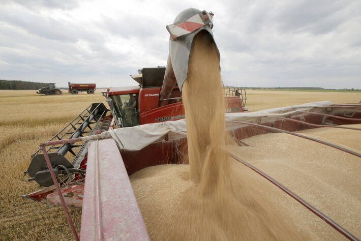 Raccolta del grano, Krasne, Ucraina - foto FAO