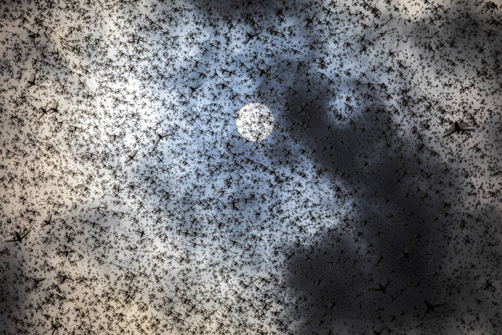 ©FAO/Sven Torfinn - Sciami di locuste in Kenya