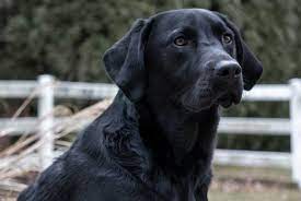 Skipper, il cane Labrador