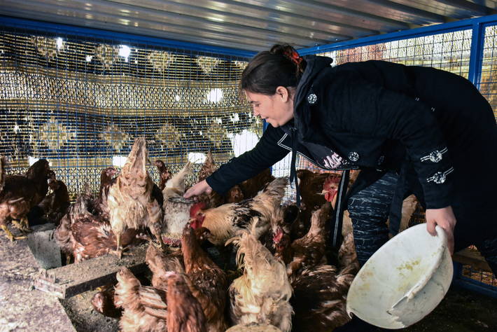 Una contadina siriana assistita dalla FAO intenta a raccogliere uova. Photo: ©FAO/Fadi Khure